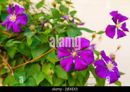 Clematide viola fiori in primo piano nel giardino. Clematis il primo piano del Presidente.