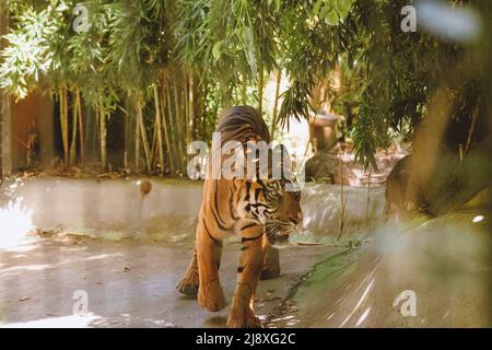 Sumatran Tiger nella foresta Foto Stock