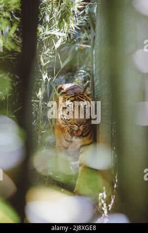 Sumatran Tiger nella foresta Foto Stock