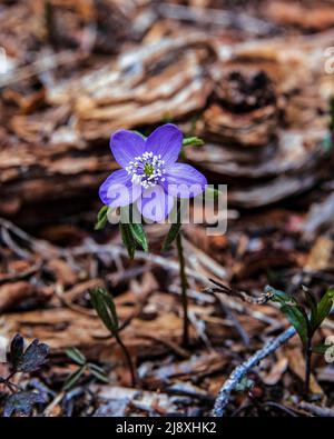 Smalpl fiore selvatico viola sul pavimento della foresta in primavera Foto Stock