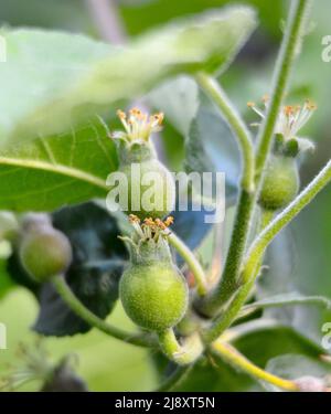 Mele di frutta giovani dopo fioritura in giardino. Giovani boccioli di mela primordium. Mela giovane allo stadio fruttato. Frutta impostata e verde lasciare con sfondo scuro Foto Stock