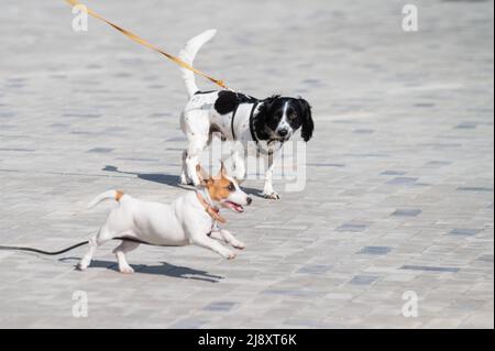 Due cani corrono per una passeggiata. Foto Stock