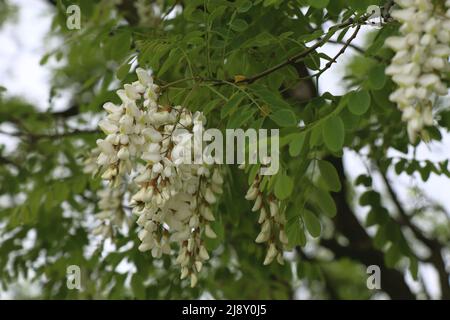 Fioritura di Robinia pseudoacacia in natura Foto Stock