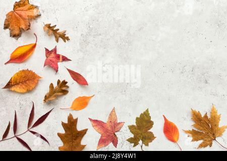 Sfondo autunnale, bordo, cornice con una varietà di vivaci foglie autunnali su pietra grigia con un sacco di spazio copia. Vista dall'alto. Disposizione piatta. Foto Stock