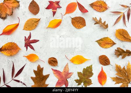 Autunno, sfondo autunnale con foglie naturali colorate in rosso, arancione, marrone e giallo con spazio copia. Vista dall'alto. Superficie piana. Foto Stock