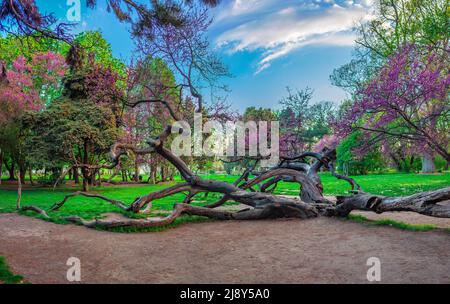 Albero di tronchi intrecciati nel Giardino del Mare di Varna, Bulgaria Foto Stock