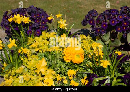 Fiori gialli di tazzina persiana con testa di fiore grande e un'altra primavera fiori Foto Stock