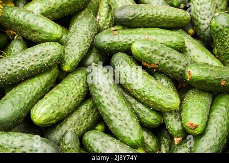 Cetrioli giacenti su una pila l'uno sopra l'altro, consistenza di cetrioli. Messa a fuoco selettiva. Foto Stock
