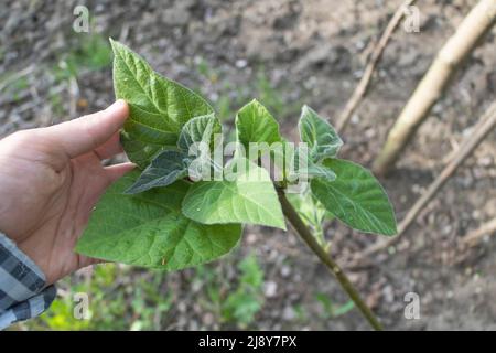 Un gardner si occupa di Paulownia tomentosa - nuove foglie di Paulownia in primavera Foto Stock