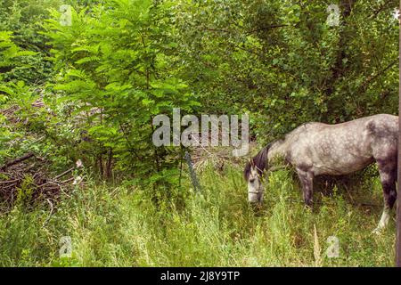 Immagine tethered pascolo cavalli in un boschetto Foto Stock