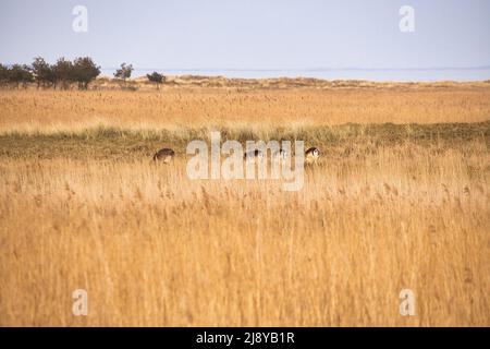 cervo vivente libero in bianco nero sul darss. Mammiferi che pascolano in Germania. Foto animali dalla natura Foto Stock