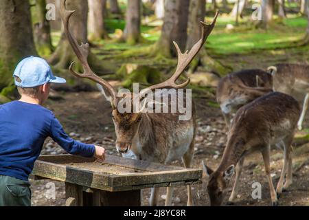 Un bambino nutre un cervo nella foresta. Messa a fuoco selettiva. Foto Stock