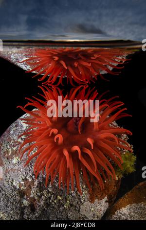 Un anemone di calette con riflessi sulla parte inferiore del mare con nuvole e tramonto sottile sullo sfondo. St Abbs, Scozia. Foto Stock