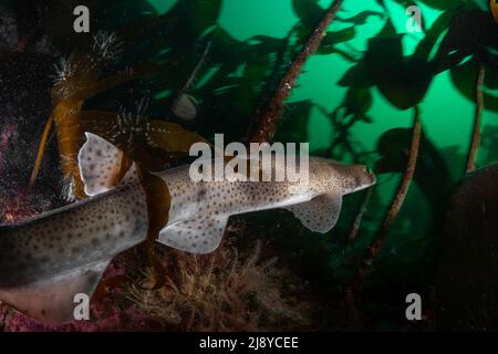 Smallspotted catsqualo (noto anche come Dogfish meno spotted) - Sciliorhinus canicula - nuota attraverso la foresta temperata di kelp della Scozia nord-occidentale. Foto Stock