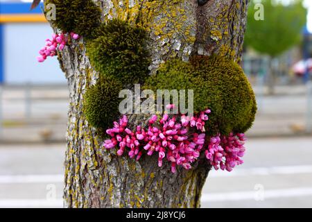 Muschio delle setole di Lyell (Orthotrichum lyellii) Candleflame Lichen (Candelaria Concolor) sulla corteccia di un Redbud orientale (Cercis canadensis) in fiore. Foto Stock
