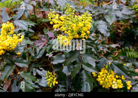 Oregon Grape, Mahonia aquifolium, con fiori gialli primaverili che crescono lungo l'Eagle Creek Trail, Columbia River Gorge, Oregon state flower. Foto Stock