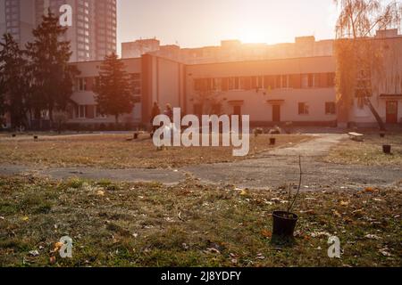 rimboschimento o volontari piantare alberi giovani in città al tramonto Foto Stock