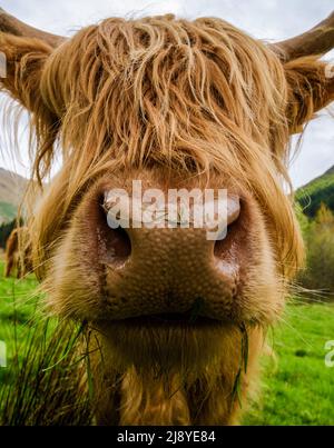 Primo piano di una mucca delle Highland in Scozia Foto Stock