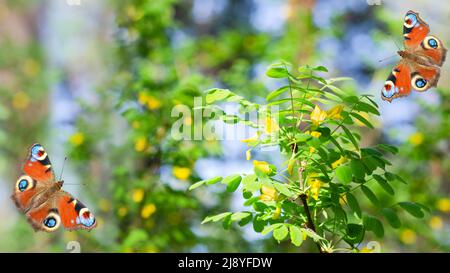 Sfondo naturale poco focalizzato con acacia foresta fiorita gialla e bellissime farfalle con occhi di pavone Foto Stock