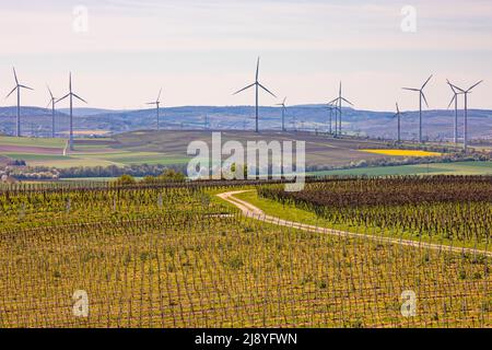 Paesaggio di una regione rurale con vigneti di fronte a un gran numero di turbine eoliche all'orizzonte in Renania-Palatinato Foto Stock