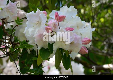 Rhododendron Loden King George grandi germogli rosa profumati che si aprono a fiori bianchi Foto Stock