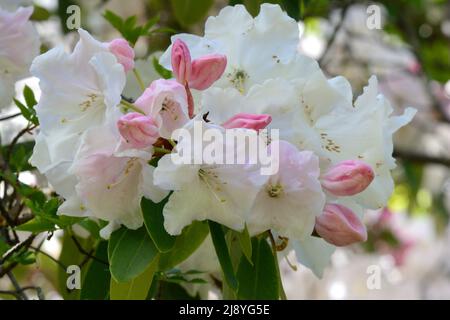 Rhododendron Loden King George grandi germogli rosa profumati che si aprono a fiori bianchi Foto Stock