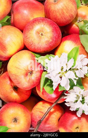 Mele rosse naturali, da fattoria con ramo in fiore. Vendita di frutta e verdura di stagione. Primo piano di posa piatta Foto Stock
