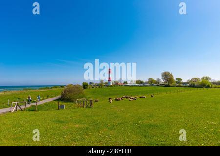 Faro Falshöft sul gregge Baltico di pecore, costa, Mar Baltico, comunità Nieby, Schleswig-Holstein, Germania settentrionale, Europa Foto Stock
