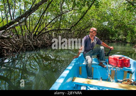 Gita in barca nella foresta pluviale, Mangroves. Ecoturismo. Parco Nazionale di Los Haitises, Sabana de la Mar, Repubblica Dominicana. Los Haitises National Park è un Foto Stock