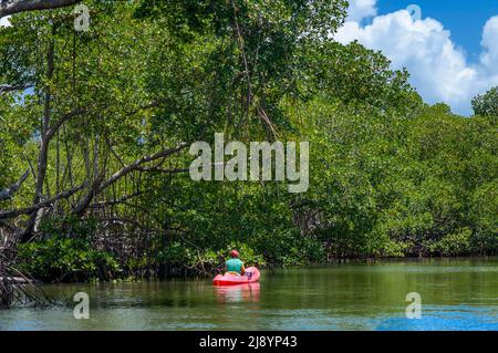 Kayak nella foresta pluviale, Mangroves. Ecoturismo. Parco Nazionale di Los Haitises, Sabana de la Mar, Repubblica Dominicana. Los Haitises National Park è un Foto Stock