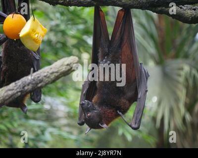 Maschio Fruit Bat anche noto come volante indiano volata appeso capovolto mangiare frutti di cocomero Foto Stock