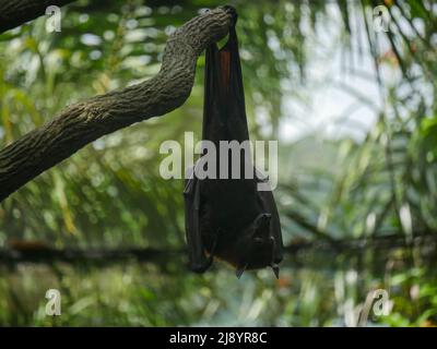 Maschio Fruit Bat anche noto come volante indiano volata appeso capovolto mangiare frutti di cocomero Foto Stock