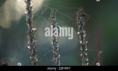 Primi piani sulla vita bug Foto Stock