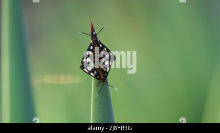 Primi piani sulla vita bug Foto Stock