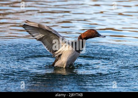 Anatra solitaria al lago Kleinhesseloher nel giardino inglese di Monaco, Germania. Foto Stock