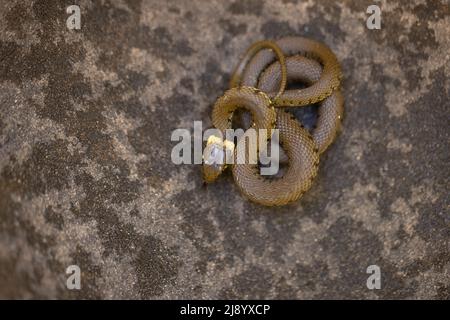 Barred Grass Snake (Natrix helvetica) giovane Norwich GB UK maggio 2022 Foto Stock