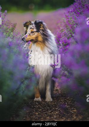 Ritratto di sheltie, di nuovo dalla sessione Foto Stock