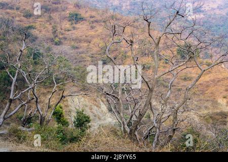 Un albero secco senza frondini sulle colline di himalaya in India con montagne sullo sfondo. L'albero piegato che cresce al bordo di una roccia Foto Stock