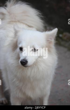 Ritratto di un bel cane bianco. Foto Stock