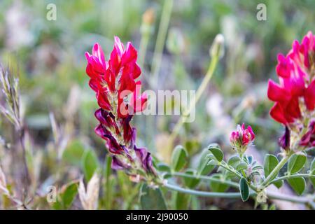 Hedysarum coronarium L., nome comune Sulla coronaria è un'erba perenne originaria della Spagna, coltivata per foraggio animale e fieno, e per prodotti a base di miele Foto Stock