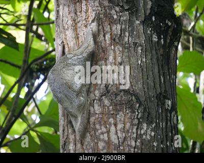 Colugo Animal noto anche come lemure volante Sunda o Sunda colugo o lemure volante malese Foto Stock