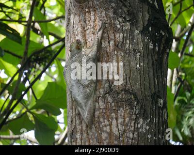 Colugo Animal noto anche come lemure volante Sunda o Sunda colugo o lemure volante malese Foto Stock