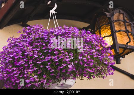 Piccoli fiori viola in una pentola. Campanula. Foto Stock