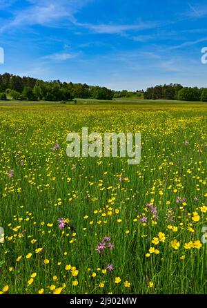 19 maggio 2022, Brandeburgo, Mallnow: Il Cuckoo campion fiorisce rosa in un prato umido sul bordo dell'Oderbruch con molte farfalle gialle fiorite. Il cazzo campion con i suoi fiori volanti piace crescere in luoghi umidi in paludi, prati e paludi. Foto: Patrick Pleul/dpa/ZB Foto Stock