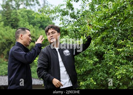 (220519) -- FUZHOU, 19 maggio 2022 (Xinhua) -- Chan Chun-Chieh (R) impara la situazione crescente delle prugne nella città di Changqing della contea di Yongtai, provincia Fujian del sud-est della Cina, 16 maggio 2022. Chan Chun-Chien, un architetto taiwanese nato nel 1990s, divenne annessa alla campagna di Fujian nel 2019. Ispirato dagli sforzi di rivitalizzazione rurale della Cina, è venuto a Changqing città e ha convertito una stazione di tecnologia agricola locale in una piattaforma completa che presenta prodotti agricoli esposizione e formazione di e-commercio. Sfruttando la piattaforma, Chan ha fatto un passo avanti e si è stabilito Foto Stock