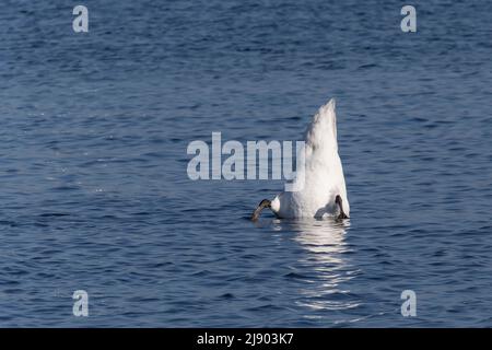 coda di cigno bianco che si tuffa nel fiume blu Foto Stock