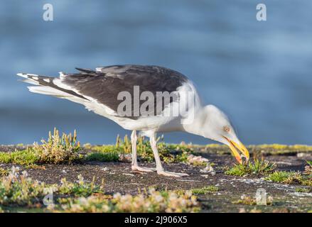 Cobh, Cork, Irlanda. 19th maggio 2022. A Herring Gull spavenging per il cibo su un muro di banchina a Cobh, Co. Cork, Irlanda.- credito; David Creedon / Alamy Live News Foto Stock