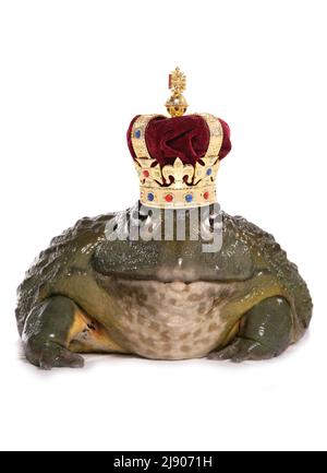 Principe affascinante rana isolato su uno sfondo bianco Foto Stock