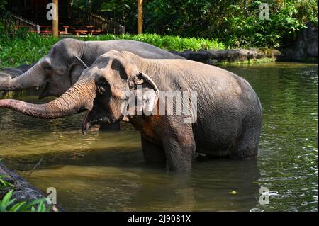 Due elefanti in piedi in un fiume immergono metà del loro corpo in acqua Foto Stock