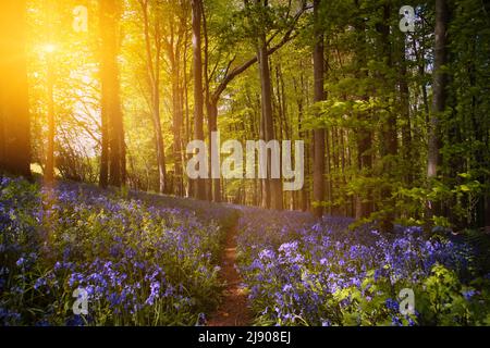 Foresta di Bluebell in un piccolo villaggio Dorset Foto Stock